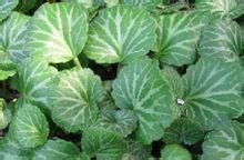 林芝虎耳草 林芝虎耳草