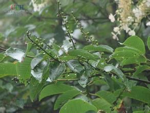 灰葉稠李 灰葉稠李