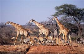 魯阿哈國家公園 魯阿哈國家公園