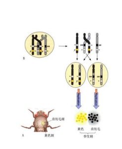 染色體交換理論 染色體交換理論