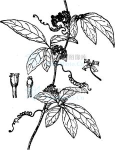 崖爬藤屬 崖爬藤屬