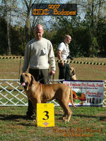 參賽得菲勒成犬