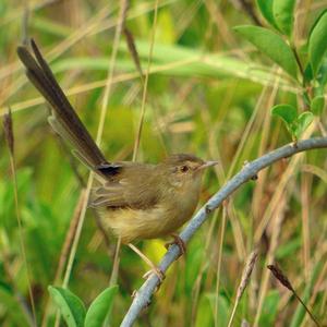 褐頭鷦鶯 褐頭鷦鶯