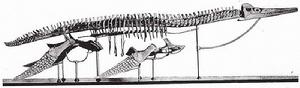奧氏長喙龍的模式標本 - 堪薩斯大學自然歷史博物館