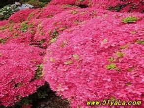 美艷杜鵑 美艷杜鵑