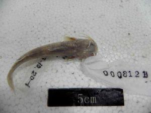 黑尾魚央 黑尾魚央