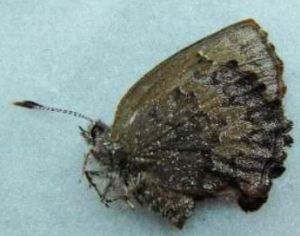 金齒輪灰蝶 金齒輪灰蝶