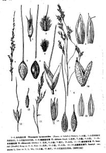 長毛落芒草 長毛落芒草