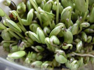 豆芽