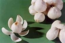 平陸百合 平陸百合