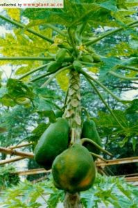 番木瓜屬 番木瓜屬