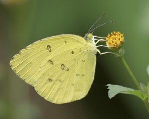 寬邊黃粉蝶 寬邊黃粉蝶