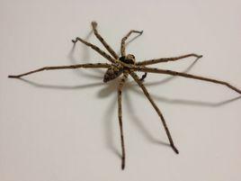 中狩獵巨蟹蛛 中狩獵巨蟹蛛