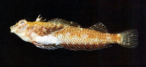 小雙線䲁 小雙線䲁