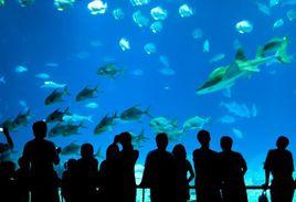 海洋生物博物館 海洋生物博物館