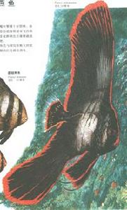 黑身燕魚 黑身燕魚