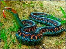 雞冠蛇