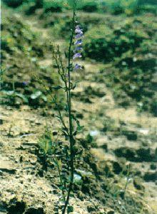 大韓信草 大韓信草