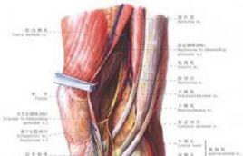 膝關節結核滑膜切除術 膝關節結核滑膜切除術