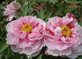 花蝴蝶牡丹 花蝴蝶牡丹