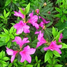 腺刺馬銀花 腺刺馬銀花