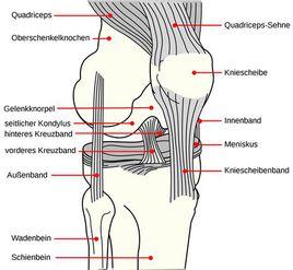 腓側副韌帶 腓側副韌帶