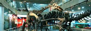中國科學院古脊椎動物與古人類研究所