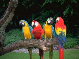 金剛鸚鵡 金剛鸚鵡