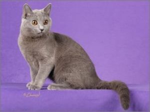 夏特爾貓（卡特爾貓）