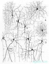 神經系統