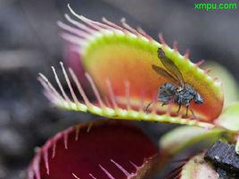 維納斯撲蠅草 維納斯撲蠅草