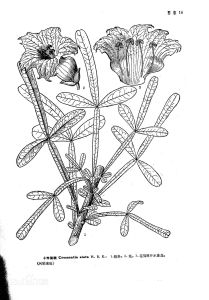 十字架樹 十字架樹