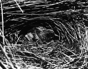 正在生蛋的雷仙島秧雞