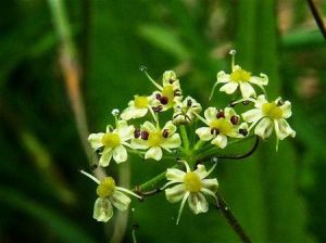 紅小麻屬 紅小麻屬