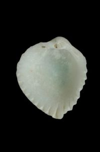 莓實脊鳥蛤 莓實脊鳥蛤