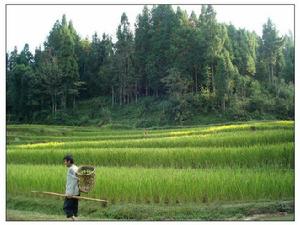 大中寨自然村[雲南保山龍陵縣象達鄉營坡村委大中寨自然村]