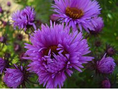 台灣紫菀 台灣紫菀