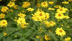 賽菊芋屬 賽菊芋屬