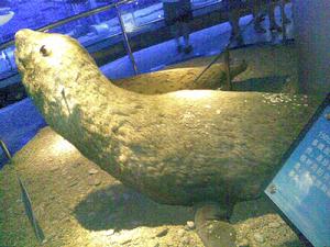 南極毛皮海獅 南極毛皮海獅