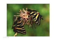 黃斑草毒蛾 黃斑草毒蛾