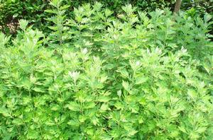 蔞蒿[桔梗目菊科植物]