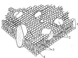 親水性病毒 親水性病毒