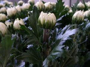 出口日本菊花品種‘神馬’採收標準