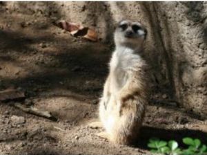 賴比瑞亞獴 賴比瑞亞獴