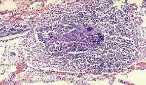 貓病毒性鼻氣管炎 病原特徵