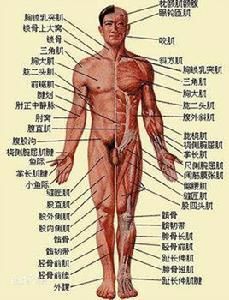 人體解剖圖 人體解剖圖