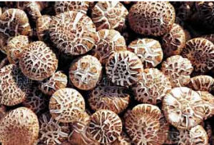 沁水花菇 沁水花菇