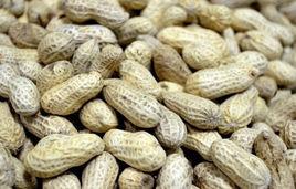 魯花12號 魯花12號