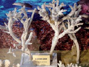佳麗鹿角珊瑚