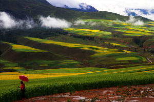 祁連山烏頭 祁連山烏頭